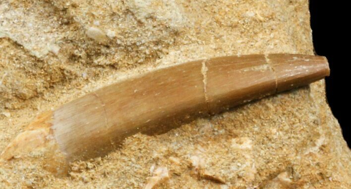 Bargain Fossil Plesiosaur Tooth In Rock #44841